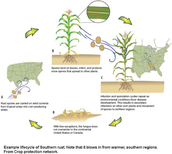 Southern rust in corn disease development and fungicide use farms